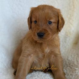 Emerson - Dark golden male Golden Retriever puppy in La Verne, California from 4LoveofGoldens