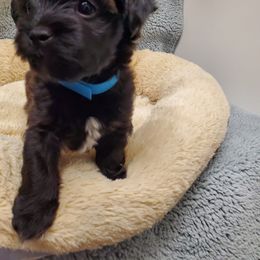 Havanese Puppies from Patriot Pups