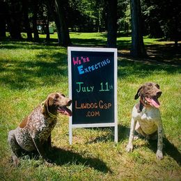 Belgian Malinois and German Shorthaired Pointers from Lapdog GSP