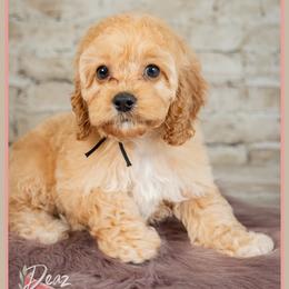 Malibu - Red female Cockapoo puppy in Connersville, Indiana from Deaz Doodle Ranch