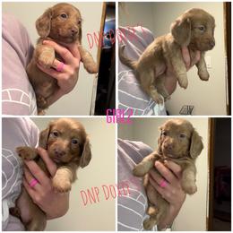 Girl 2 - Cream female Dachshund puppy in Rushsylvania, Ohio from DNP Doxies