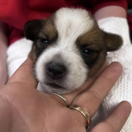 Ollivander aka Ollie (Boy 4) - Companion Cross puppy in Astoria, Oregon from Beam’s Cowboy Corgi’s