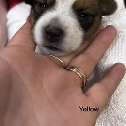 Ollivander aka Ollie (Boy 4) - Companion Cross puppy in Astoria, Oregon from Beam’s Cowboy Corgi’s