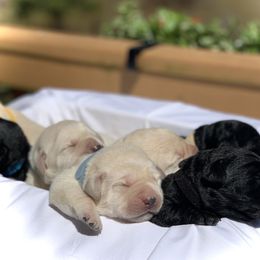 German Shepherd and Labrador Retriever Puppies from DogSmith Purebreds