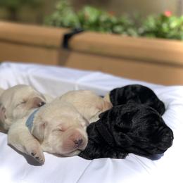 German Shepherd and Labrador Retriever Puppies from DogSmith Purebreds