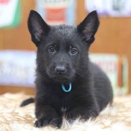 Othala - Black female German Shepherd puppy in Philippi, West Virginia from Vom Haus Highlands