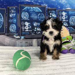 Bernedoodle and Goldendoodle Puppies from Donnas Deluxe Doodles LLC