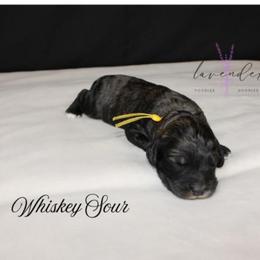 Whiskey Sour - Black and tan male Cockapoo puppy in Mancelona, Michigan from Lavender poodles & doodles