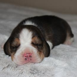Fisher - Black tan and white male Beagle puppy in Morrill, Kansas from Kelle Beagles