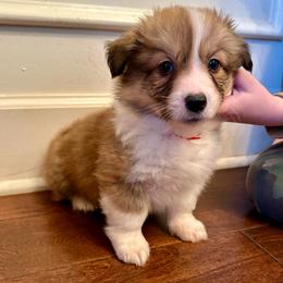 Red Collar Boy Frost - Red male Pembroke Welsh Corgi puppy in Paris, Kentucky from Flat Run Corgis