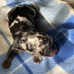 Prancer - Dapple female Dachshund puppy in Mountain Home, Arkansas from The Teacup Homestead Miniature Dachshunds