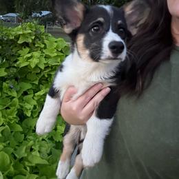 Romeo-Male 1 - Black and tan male Pembroke Welsh Corgi puppy in Cooper, Texas from S7 Corgis and Chaos