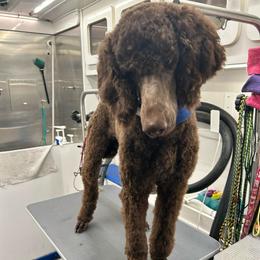 Optimus - Brown male Poodle puppy in Berea, Kentucky from Legacy Poodles