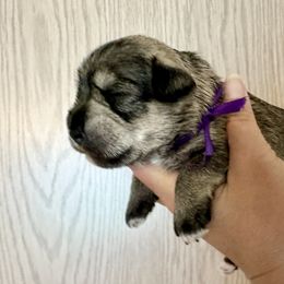 Purple Ribbon Girl (Georgia's) - Salt and pepper female Miniature Schnauzer puppy in Floyd, Virginia from Little River Puppies