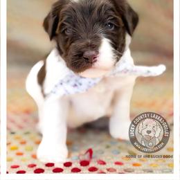 Miss Lavender - Chocolate female Australian Labradoodle puppy in Wake Forest, North Carolina from Lucky Country Labradoodles