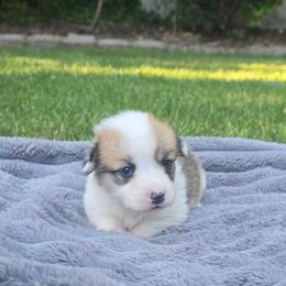 Yellow Collar Male - Red male Pembroke Welsh Corgi puppy in Tenino, Washington from LoneStar Corgis NW