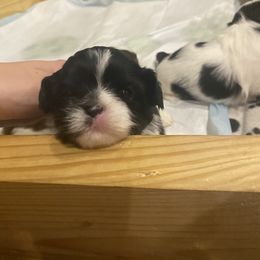 Girl 1 - Black and white Shih Tzu puppy in Mountain View, Arkansas from Shih Tzu Mountain Breeders