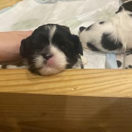 Girl 1 - Black and white Shih Tzu puppy in Mountain View, Arkansas from Shih Tzu Mountain Breeders