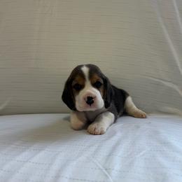 Boy 2 - White black and tan male Beagle puppy in Newman, California from Valley Beagles