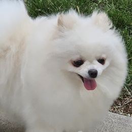 Bonnie - Pomeranian