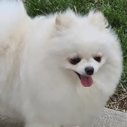 Bonnie - Pomeranian
