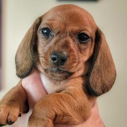 Keeper - Red female Dachshund puppy in Mountain Grove, Missouri from Blueprint K9 Dachshunds- www.BlueprintK9.com