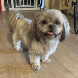 Georgia - Shih Tzu