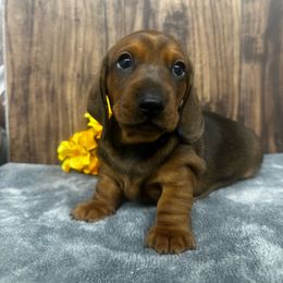 Red boy - Dachshund puppy from Cameo Dachshunds