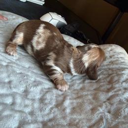 Long hair Dapple male - Dapple male Dachshund puppy in Woodward, Oklahoma from Wiener Dreams Dachshunds
