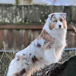 Australian Shepherds from Legato Aussies