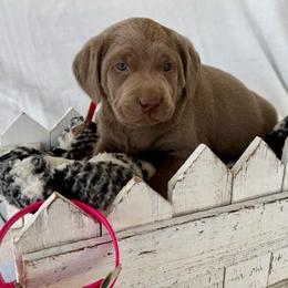 Silver pink - Silver female Dilute Retriever puppy in Teton County, Montana from East Front Labradors & Treasure State Schnauzers