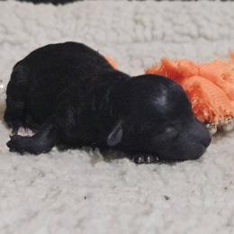 Mambo - Black male Maltipoo puppy in Arkansas from Brew House