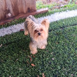 Max - Yorkshire Terrier