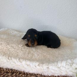 AKC Black and Tan Girl - 2,500 - Black and tan female Dachshund puppy in Fredericksburg, Texas from Goodman Dachshunds