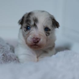 Border Collie Puppies from Air Capital Border Collies