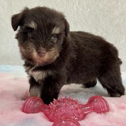 Alivia Female 2 AKC Mega Coat - Liver female Miniature Schnauzer puppy in Pageland, South Carolina from New Haven Farms
