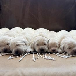 Girl 1 - Light golden female Golden Retriever puppy in Columbia, Tennessee from TriStar Goldens