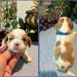 William - Blenheim male Cavatzu puppy in Oklahoma from Rocky Oak Cavaliers & Biewer Terriers LLC