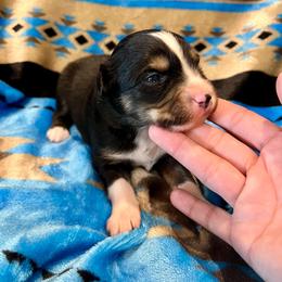Banks - Black tri male Toy Australian Shepherd puppy in Miami, Oklahoma from HighEnd Aussies