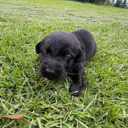 Ash - Black male Labrador Retriever puppy in Carriere, Mississippi from Cajun Water Retrievers