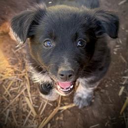 Batman - Black and white male Border Collie puppy in North Lakeport, California from Wild Rose Ranch