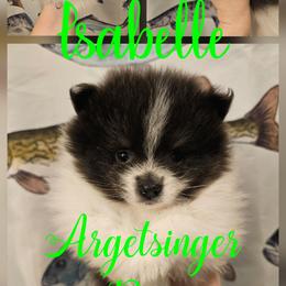 Isabelle - Tri-colored female Pomeranian puppy in Indianola, Iowa from Argetsinger Poms