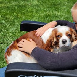 Carla - Cavalier King Charles Spaniel