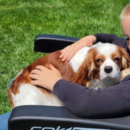 Carla - Cavalier King Charles Spaniel