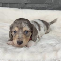 Missy - Dapple female Dachshund puppy in Goodyear, Arizona from AZ Royal Doxies llc