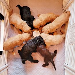 Goldendoodle Puppies from Lucky's Doodlez