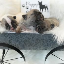 French Bulldog Puppies from Frenchies Of Central Oregon