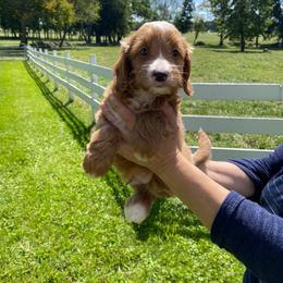 Gus - Red  male Goldendoodle puppy in Hillsdale, Michigan from My Buddy Ol’ Paws