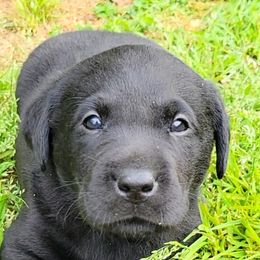 Labrador Retriever puppies from Cedar Ridge Retrievers