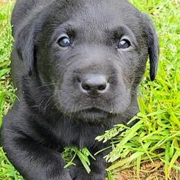 Labrador Retriever puppies from Cedar Ridge Retrievers